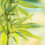 Sourcing Cannabis Lawfully for CBD Consumer Products: Challenges and Opportunities
